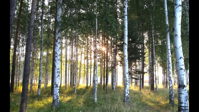 Северная берёза , Николай Рубцов ,читает Павел Беседин смотреть онлайн