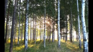 Северная берёза ,  Николай   Рубцов ,читает Павел Беседин