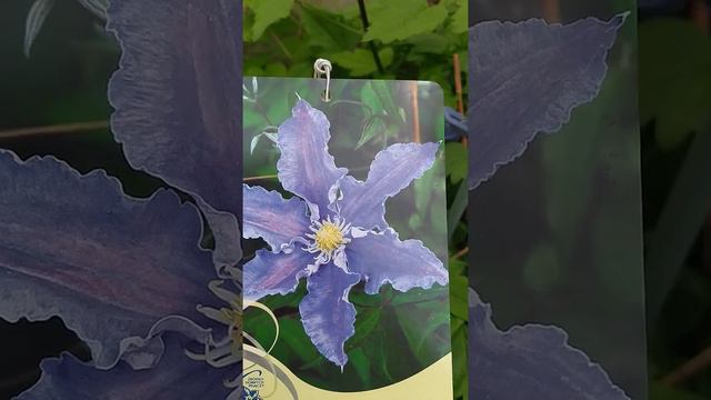 Клематис Биата. Жду цветения