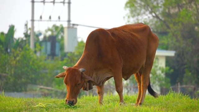 Funny animal sounds: Elephant, cow, chicken, horse, duck, dog, cat - Part 4 смотреть онлайн