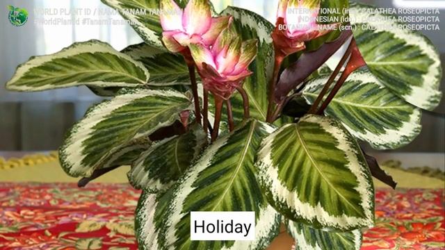 CALATHEA ROSEOPICTA VARIETIES | Rose-Painted Plant | Goeppertia | Houseplant | Plant id | Indoor смотреть онлайн