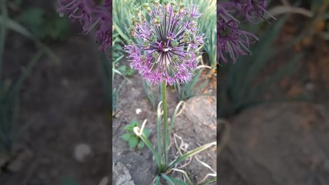 Паук альбинос!!!! Опасно?? Что?!?! смотреть онлайн