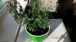 Как вырастить Эстрагон из семян дома (часть 3)