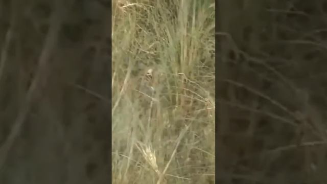 Тигр, усатый полосатый, смотреть онлайн