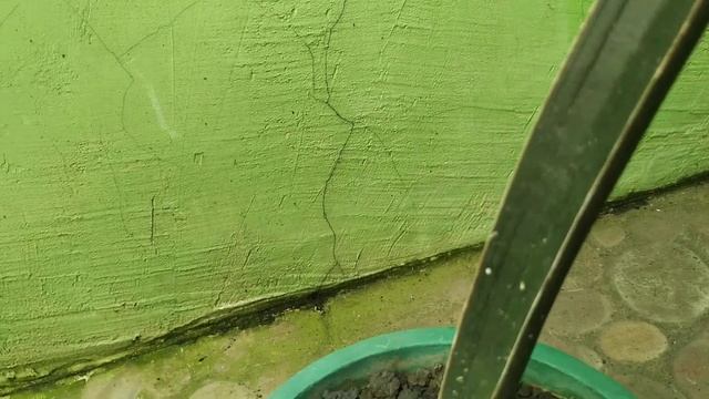 Sansevieria Hallii Blue Bat