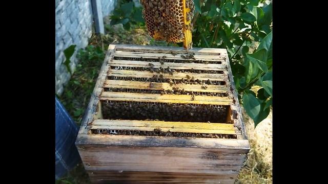 Безрамочный улей "ВЕРЕСК". Расширение. смотреть онлайн