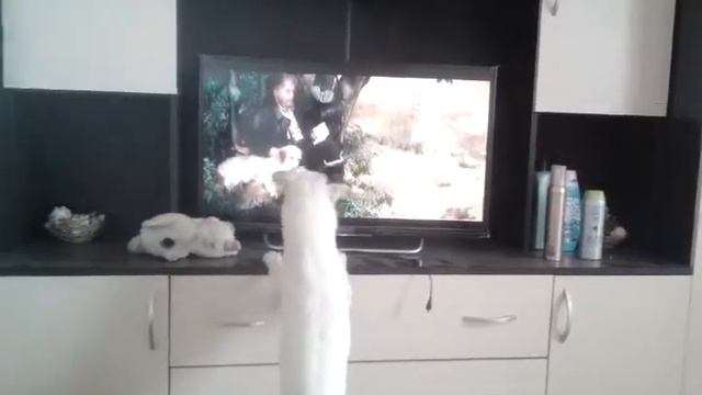 Взволнованная собака смотрит телевизор!? смотреть онлайн