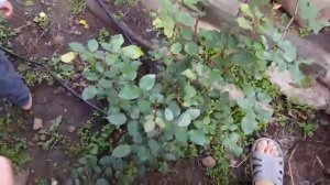 Плетистая роза Парад.