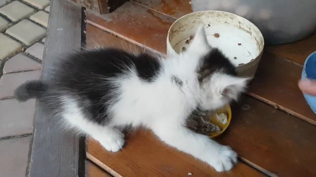 Котёнок Бусик ест рыбку смотреть онлайн