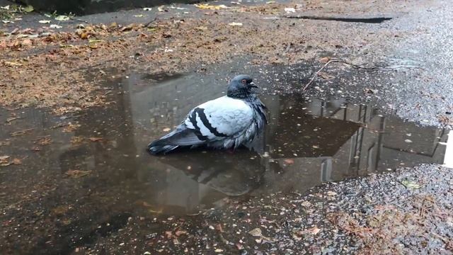 October. Minsk | iPhone 7 HD 1080p Video Test смотреть онлайн