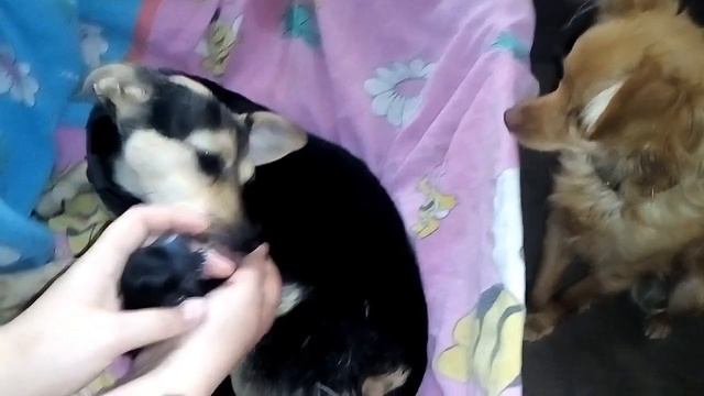 Первые роды Той терьера смотреть онлайн