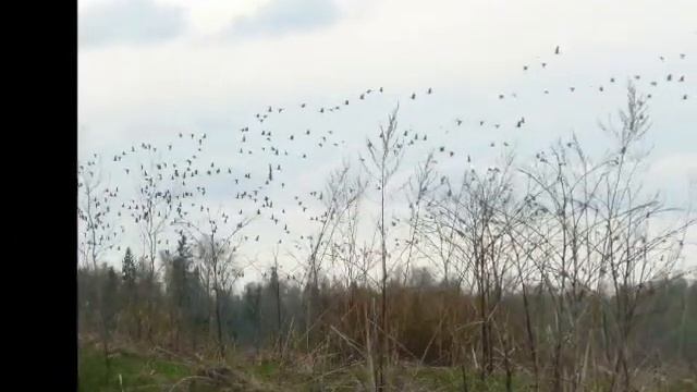 Волшебный ответ