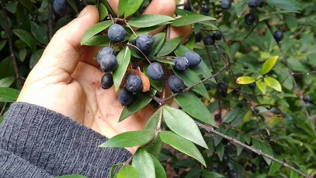 Giant Myrtle Fruits (Myrtus communis) taste amazing смотреть онлайн