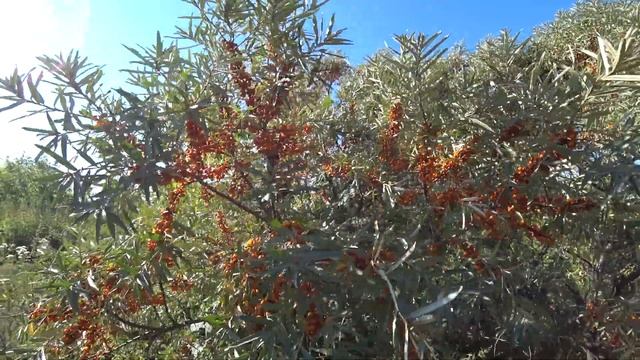 Облепиха растёт рядом с развалинами летом 2021 года смотреть онлайн