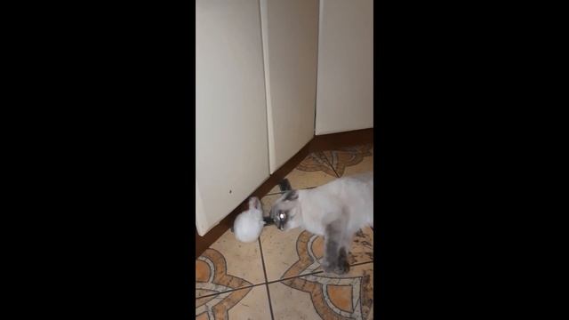 Такая милая дружба кошки и морской свинки.//Such a sweet friendship of a cat and a guinea pig.// смотреть онлайн