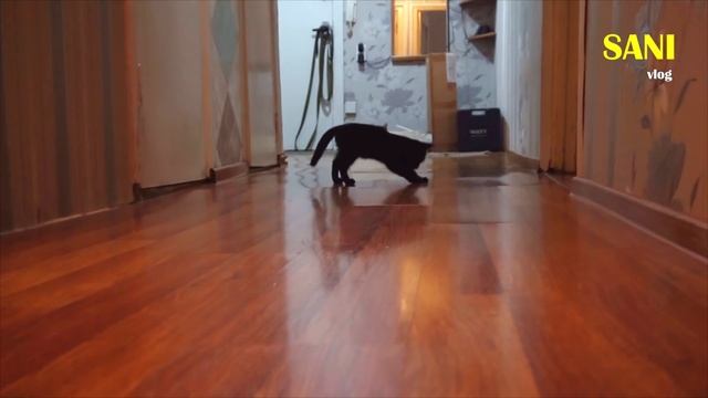 Котенок приносит игрушку как собака. Приколы с животными / SANI vlog смотреть онлайн