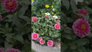 циния Захара клубничная