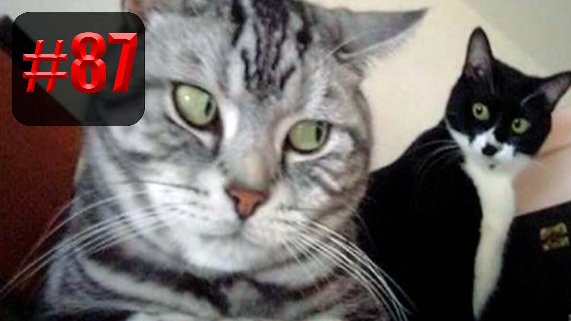 605 секунд Смеха ?? | UNUSUAL MEMES приколы лучшие до слез ?? 2022 Funny cute cats compilation смотреть онлайн