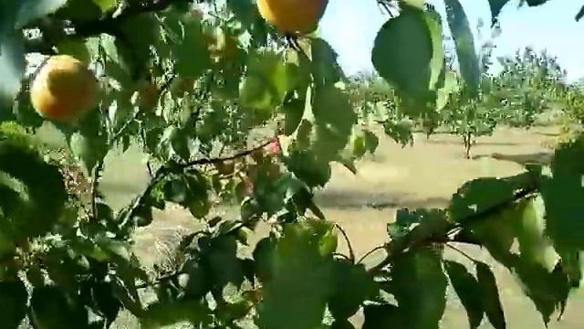 Ультра ранний абрикос Цунами 08.06.19 смотреть онлайн