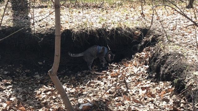 Кошка Буся нашла в лесу лоток XXL размера смотреть онлайн