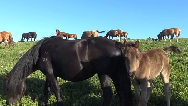 Молодой жеребец и матерые кобылы смотреть онлайн