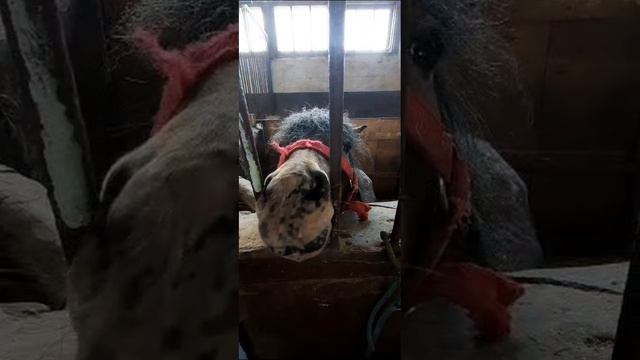 Милашка Кортес