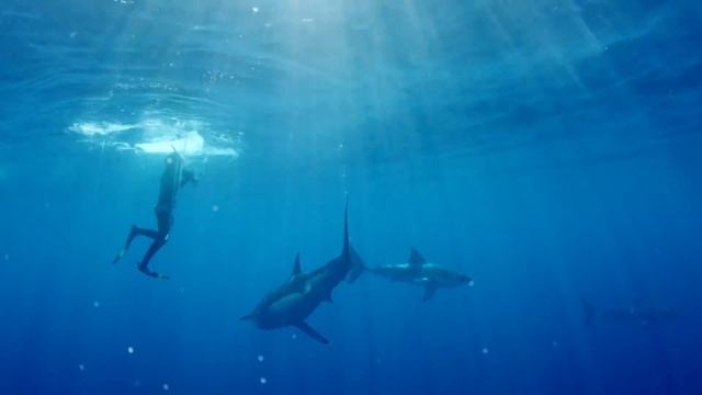 L'île des requins géants: il est entouré de requins et sa cage ne ferme plus ! смотреть онлайн