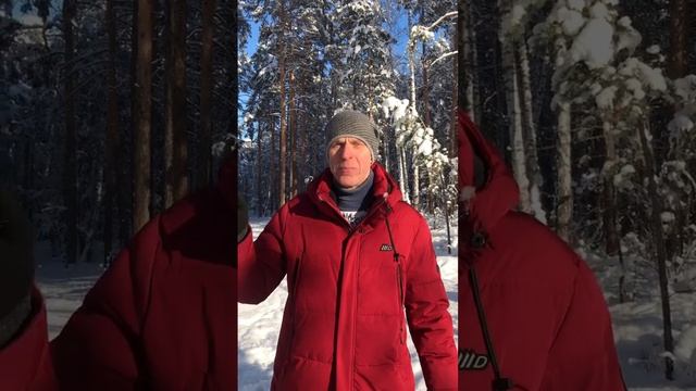 Есть ли сосны с одинаковым количеством иголок ? смотреть онлайн