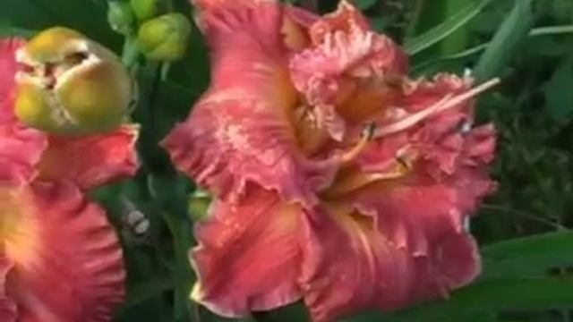 Лилейник daylily SPACECOAST TROPICAL TWISTER смотреть онлайн