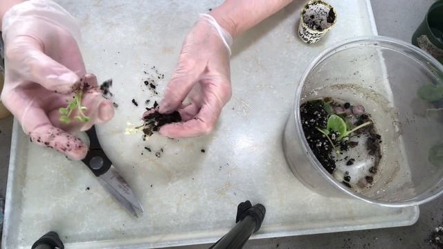 AFRICAN VIOLETS. How to separate babies from the leaf? смотреть онлайн