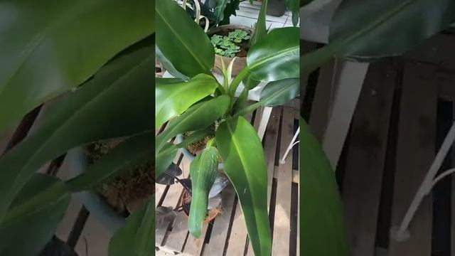 GreenhubPH - Philodendron Martianum смотреть онлайн