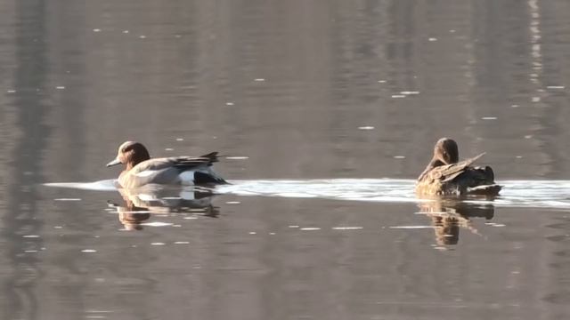 Подборка красивых выстрелов с охоты на утку сезона 2019 года смотреть онлайн
