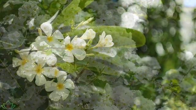 Нежная музыка, успокаивает нервную систему и радует душу - лечебная музыка для сердца и сосудов смотреть онлайн