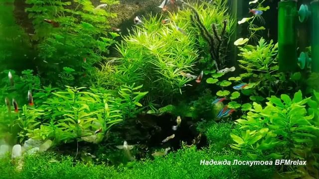 Нежный и крепкий СОН, глубокий релакс