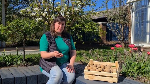 Выращивание картофеля. Как и когда посадить картофель. Уход за картофелем после посадки. смотреть онлайн