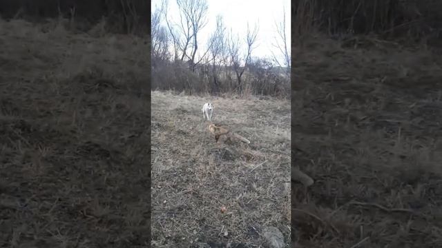 Жесть Бешеная лисица напала молодая лайка Gray смотреть онлайн