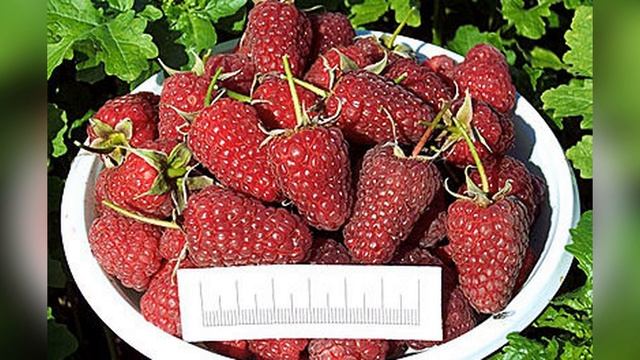 Малина Брянское Диво смотреть онлайн