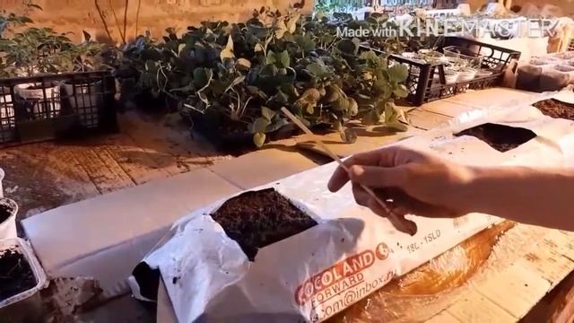 Кокосовый мат: высадка саженцев клубники смотреть онлайн