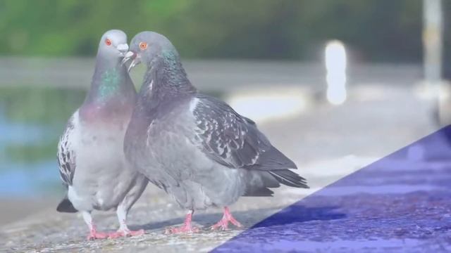 Родина мать минус микс смотреть онлайн