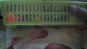 Как Обустроить Дом Для Сквиши Собачек))))