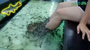 ? ЧЕМ ОПАСЕН ПИЛИНГ РЫБКАМИ ГАРРА РУФА / Какие болезни они переносят / Fish-пилинг / FISH SPA