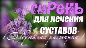 Лечебная настойка из СИРЕНИ  Пока цветет сирень приготовьте РАСТИРКУ для суставов