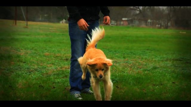 Прыжки и бег пса в замедленной съемке slow mo 20000 кадров в секунду смотреть онлайн