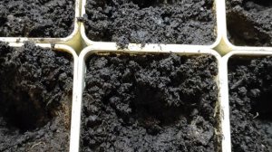 В каком возрасте пикировать рассаду томатов. Пикировка без сложностей.