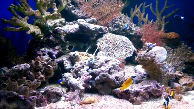 Seawater aquarium / Морской аквариум и его обитатели смотреть онлайн
