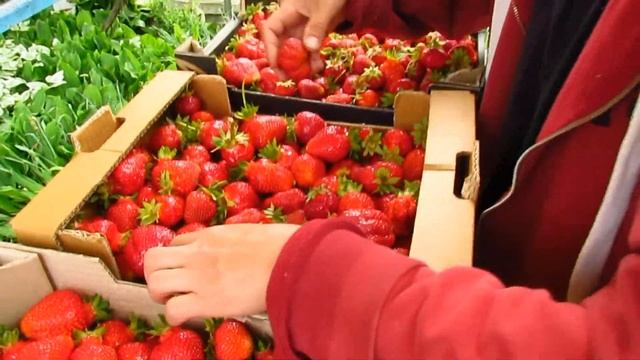 Моя Клубника (19.05.2022). Второй сбор Клубники. Сорт Клубники Альба и Хоней. смотреть онлайн