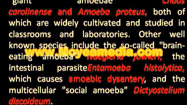 Copy of AMOEBAE смотреть онлайн