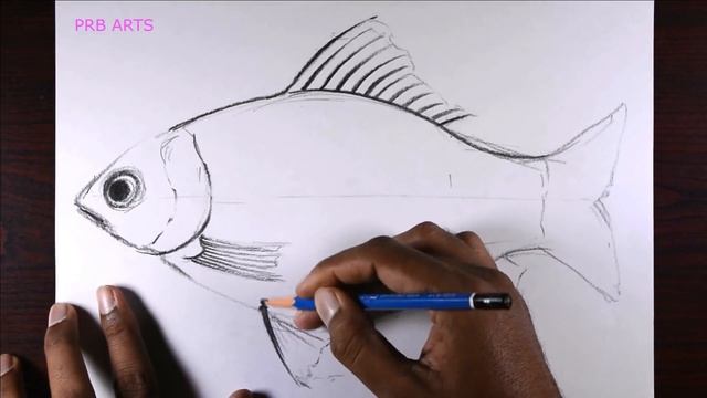 Fish Sketch Tutorial for Beginners and Intermediate Level Users смотреть онлайн