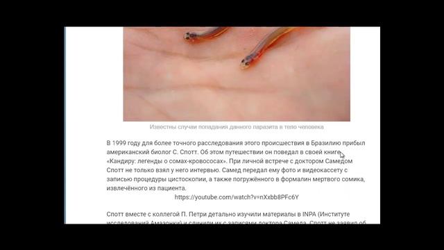 Рыбка Кандиру. Ужас Человека. Рыбка Вампир Ванделлия обычная. Не стоит ходить по нужде в воду. смотреть онлайн