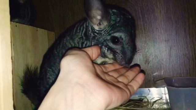 Знакомство с шиншиллами Жужа и Жорик. Шиншилла Жужа беременна. Знакомство с каналом Зоомания смотреть онлайн